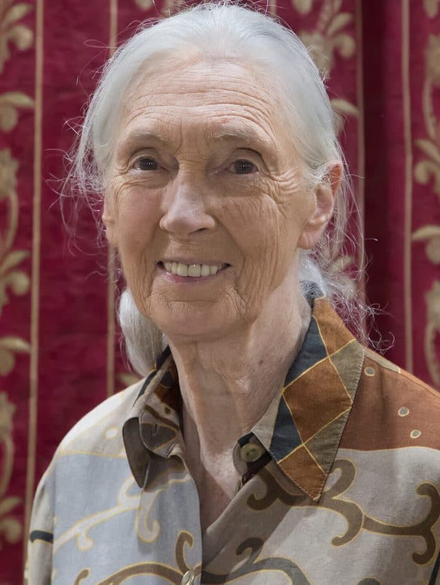 Jane Goodall